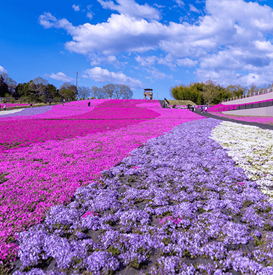 市貝町芝桜公園